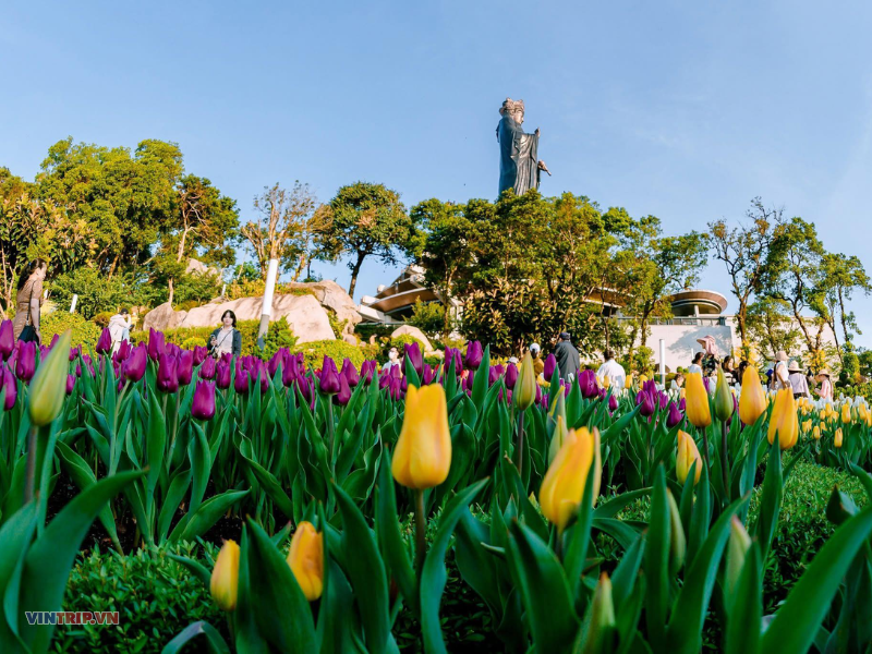 HỘI XUÂN NÚI BÀ ĐEN TÂY NINH 2026: NGẮM VẠN HOA TULIP RỰC RỠ SẮC MÀU